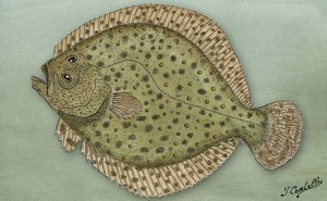 dessin de Turbot